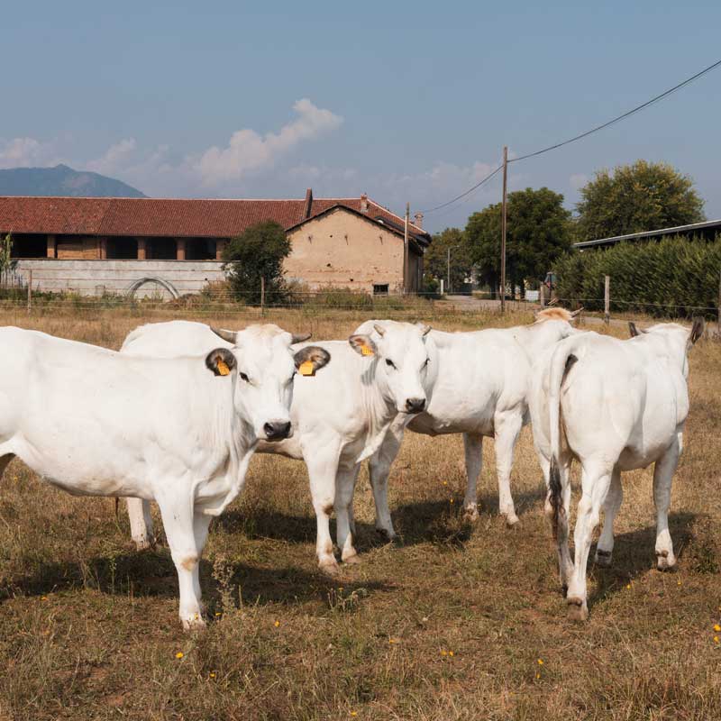 Cascina Dujs fattoria didattica